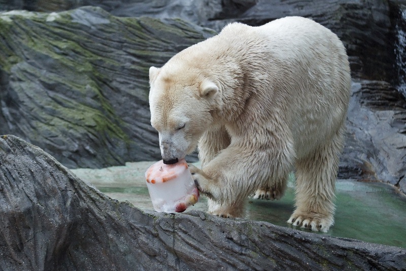 Foto (c) Tomáš Adameck, Zoo Praha